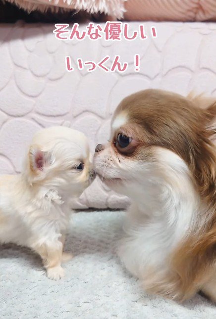 甲斐甲斐しくお世話