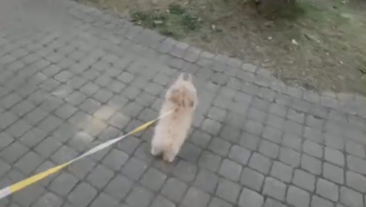 前足を上げる犬