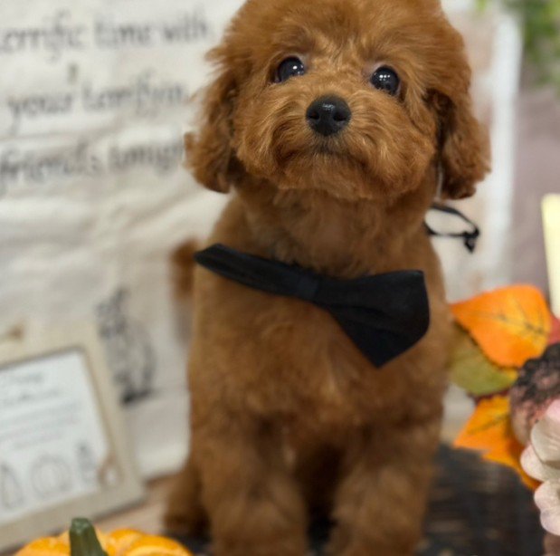 まるでモデルみたい♡