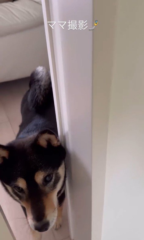 モカちゃんとママさんの再会3