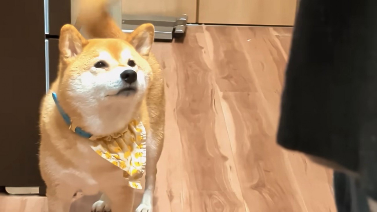 「食べたいな」としっぽをフリフリ