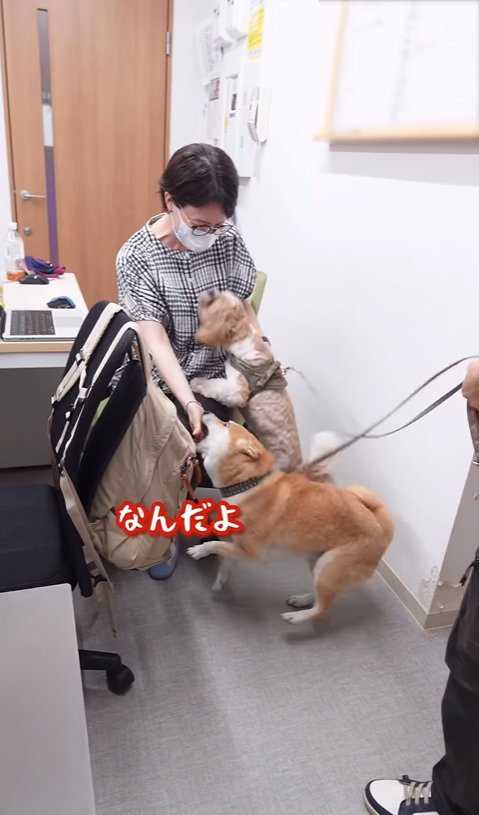 上司に飛びつく2匹の犬
