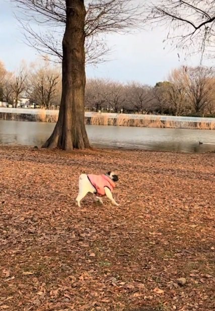 前を向き直す鱈ちゃん