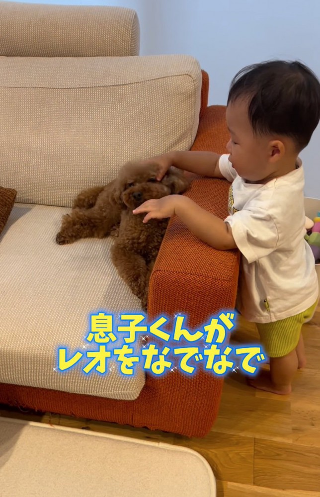 犬を撫でる男の子