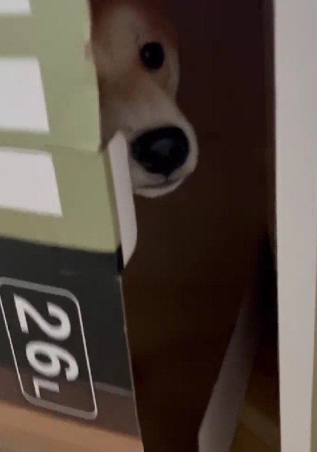 ダンボール箱の中に！！