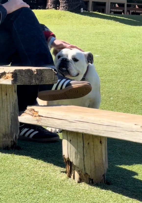 撫でられるぱせり君