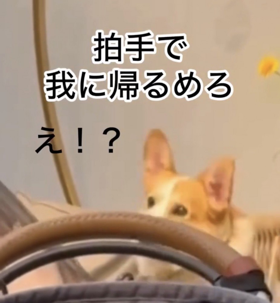 顔を上げる犬