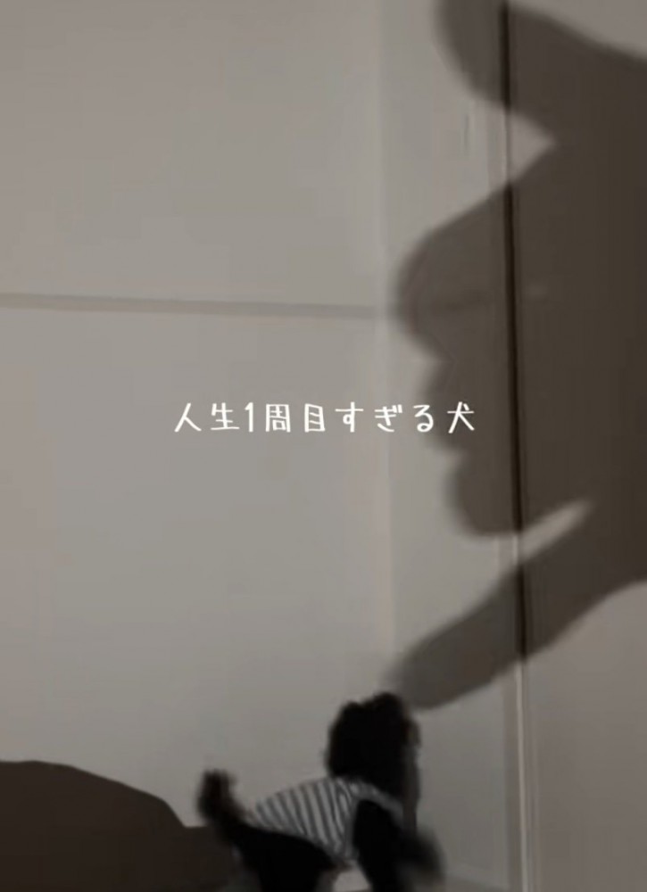 ベッドの近くにいる2匹の柴犬