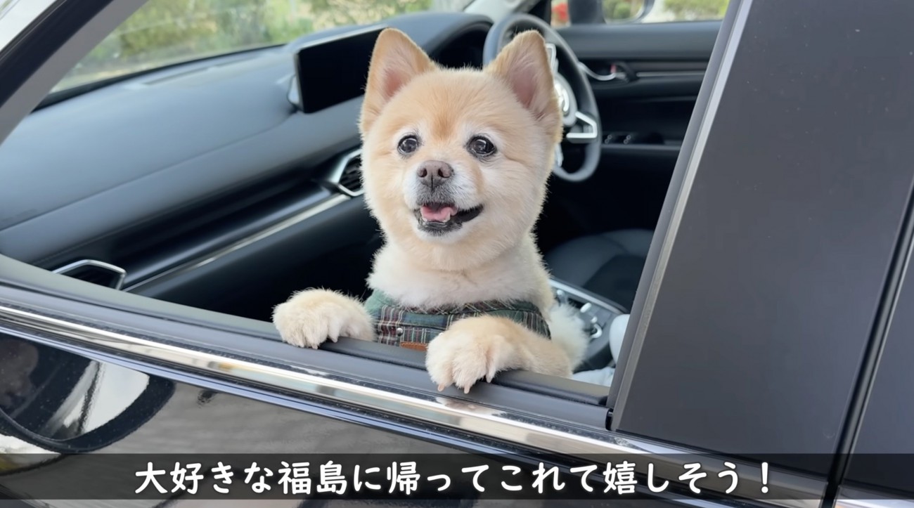 車の窓から外を眺める犬