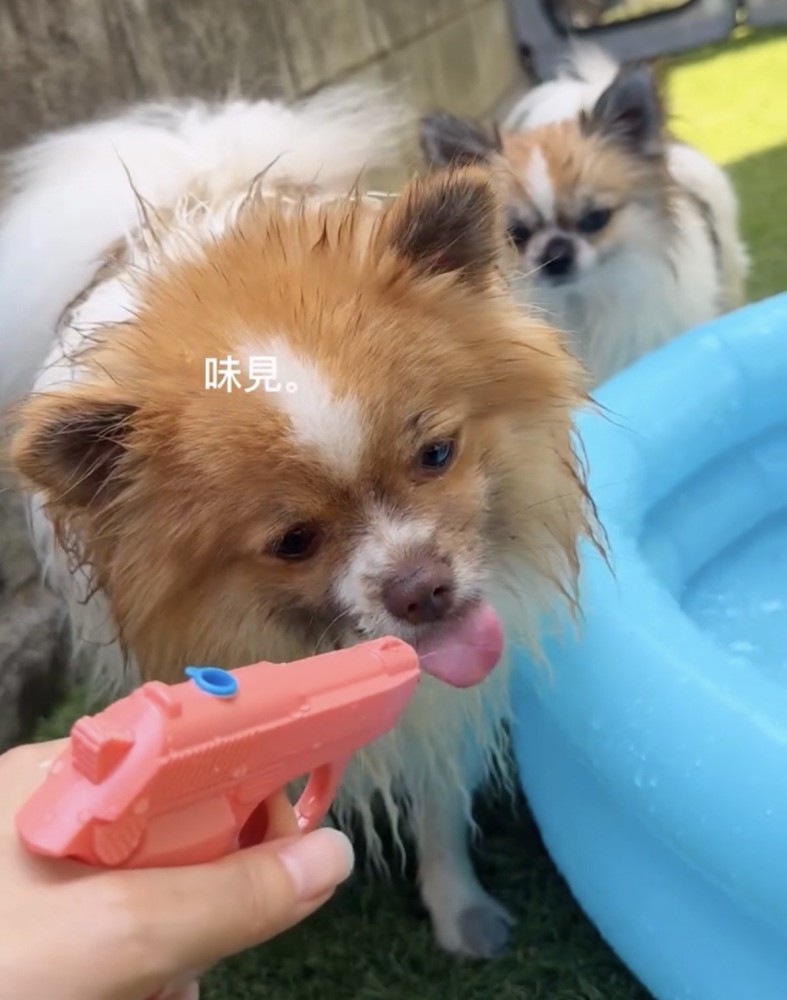 水鉄砲をなめる犬