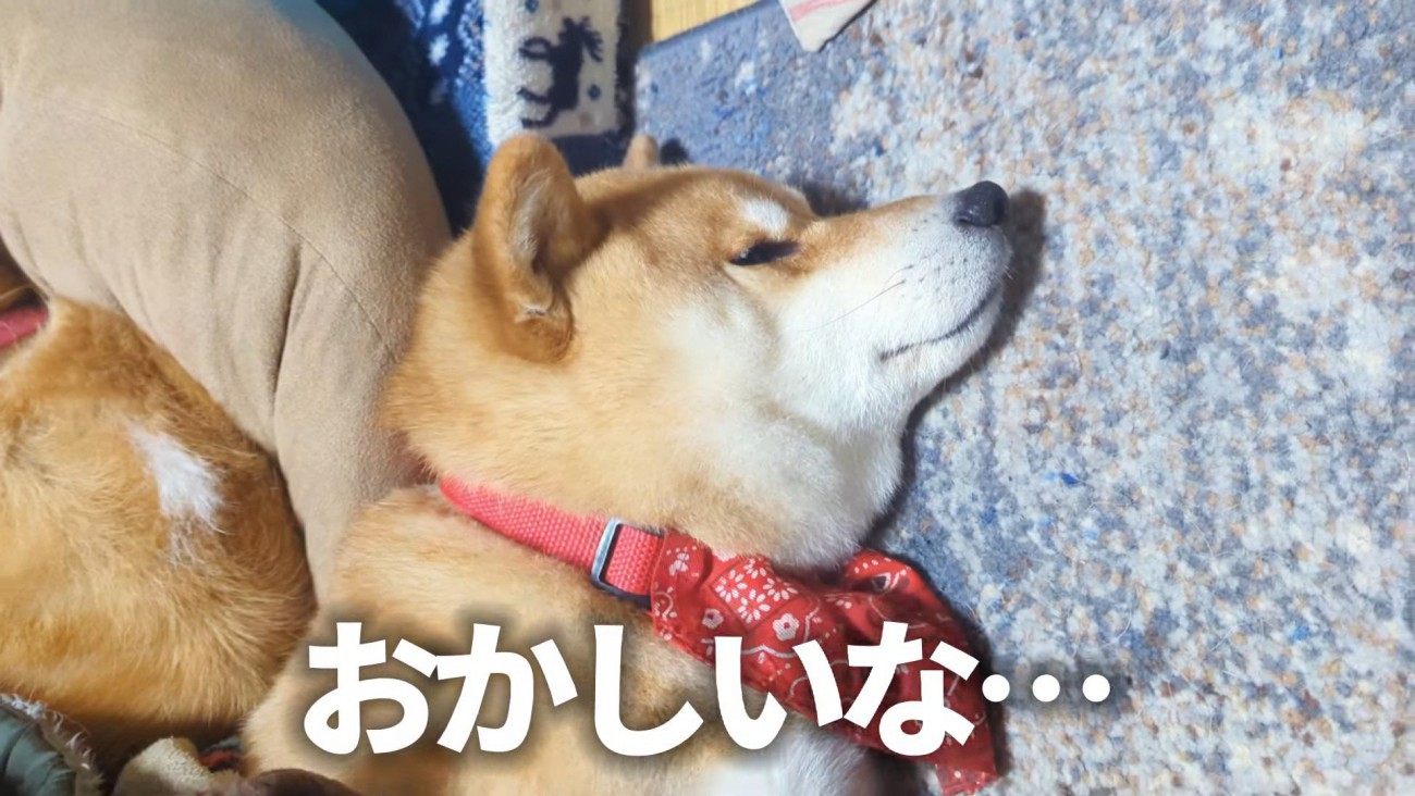 枕を奪われたスティーブくん2