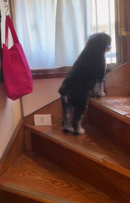 階段の窓から外を眺める