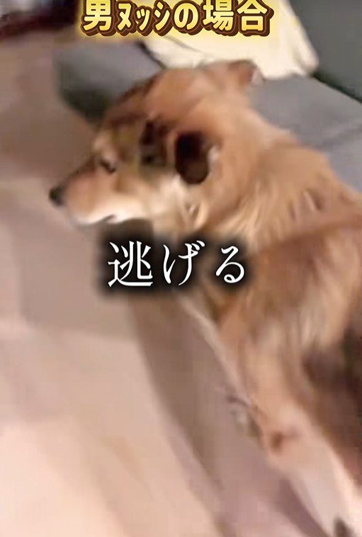 ラッキーくんの態度の違い3