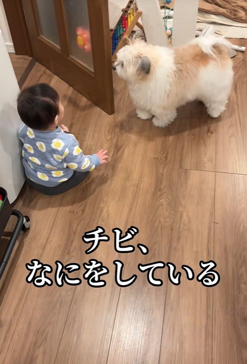 赤ちゃんを守る小太郎くん2