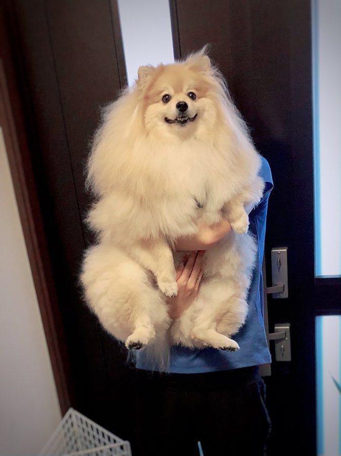 小型犬