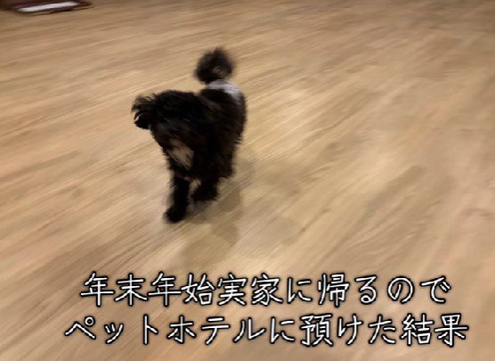 初めてのペットホテルへ