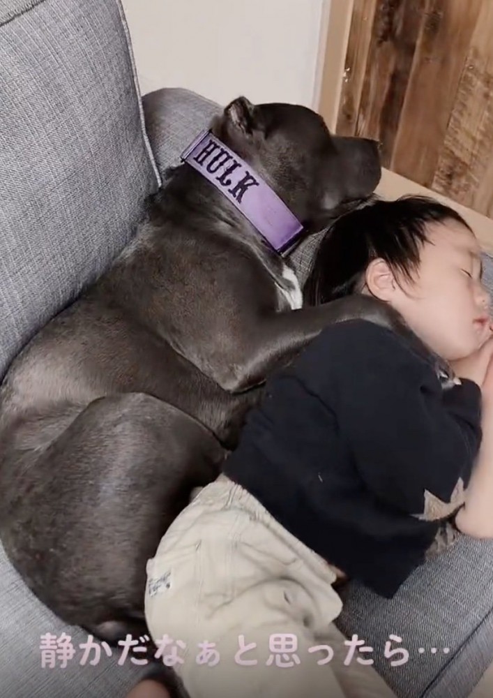 寄り添って眠る犬