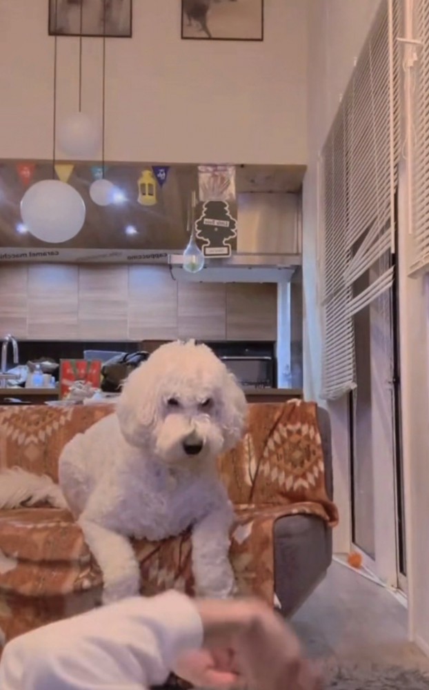 前に乗り出す犬