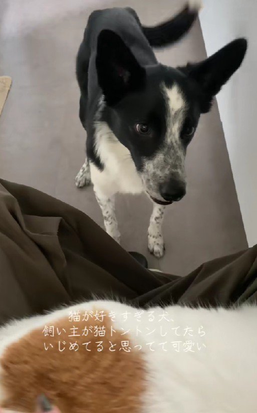 「猫さんが見えない！」