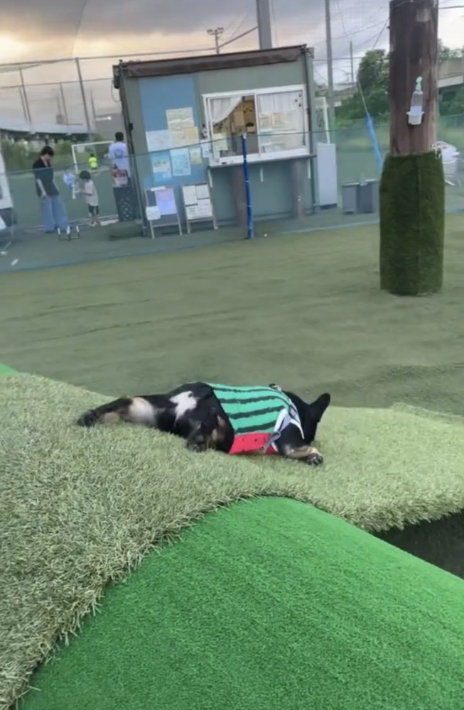 服を着て坂を滑る犬