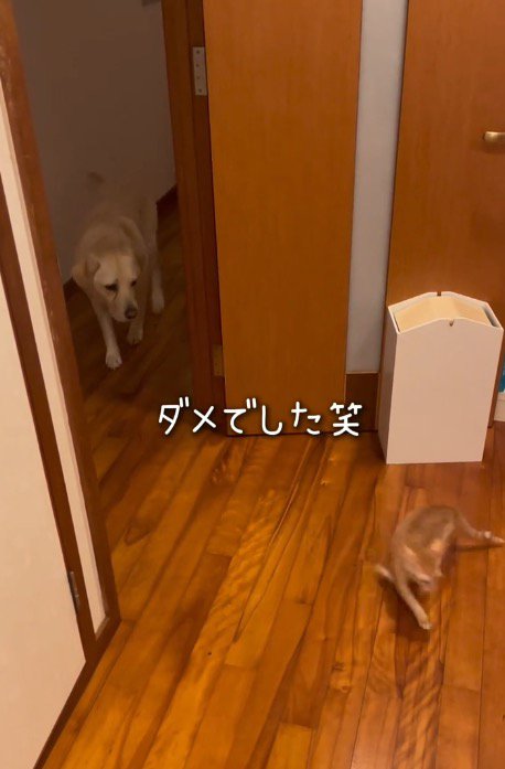 犬を見て逃げ出す子猫