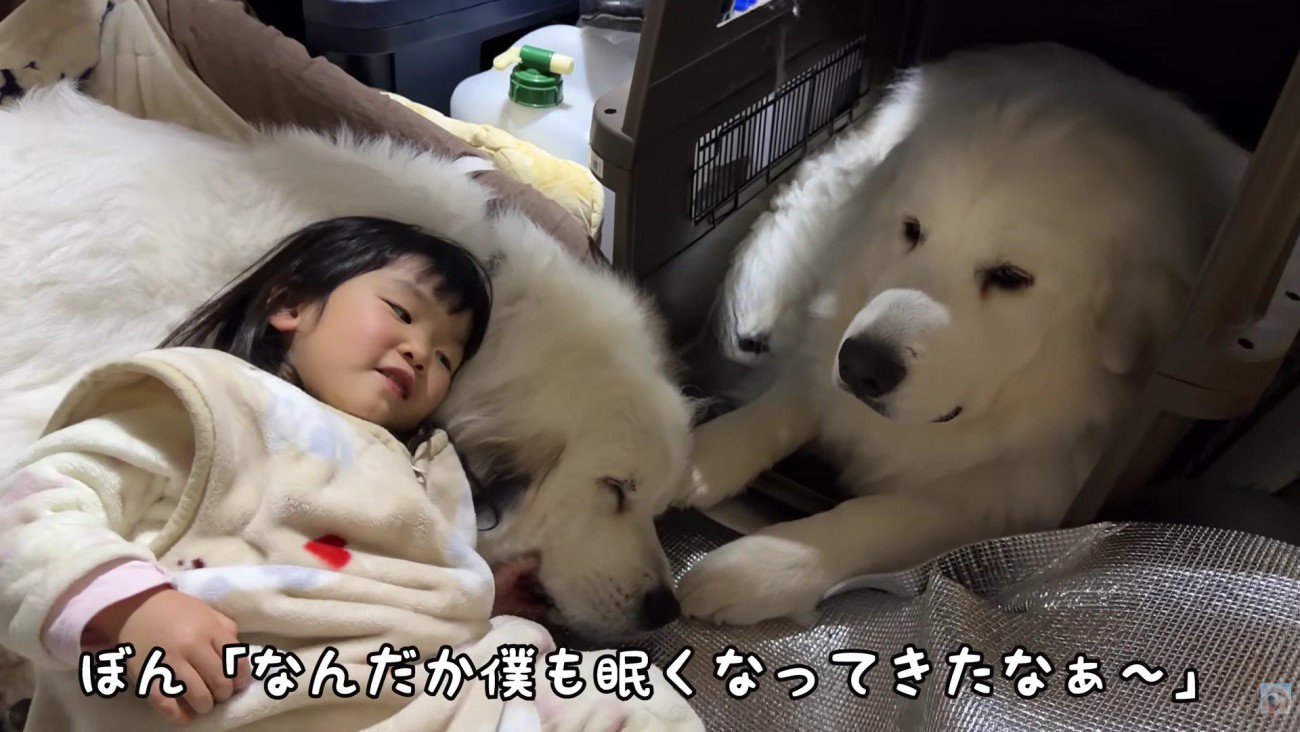 お腹を枕にしてスヤスヤ♪