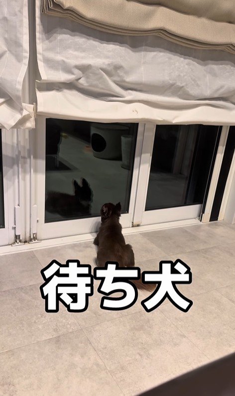 お兄ちゃんの帰りを待つこげまる君