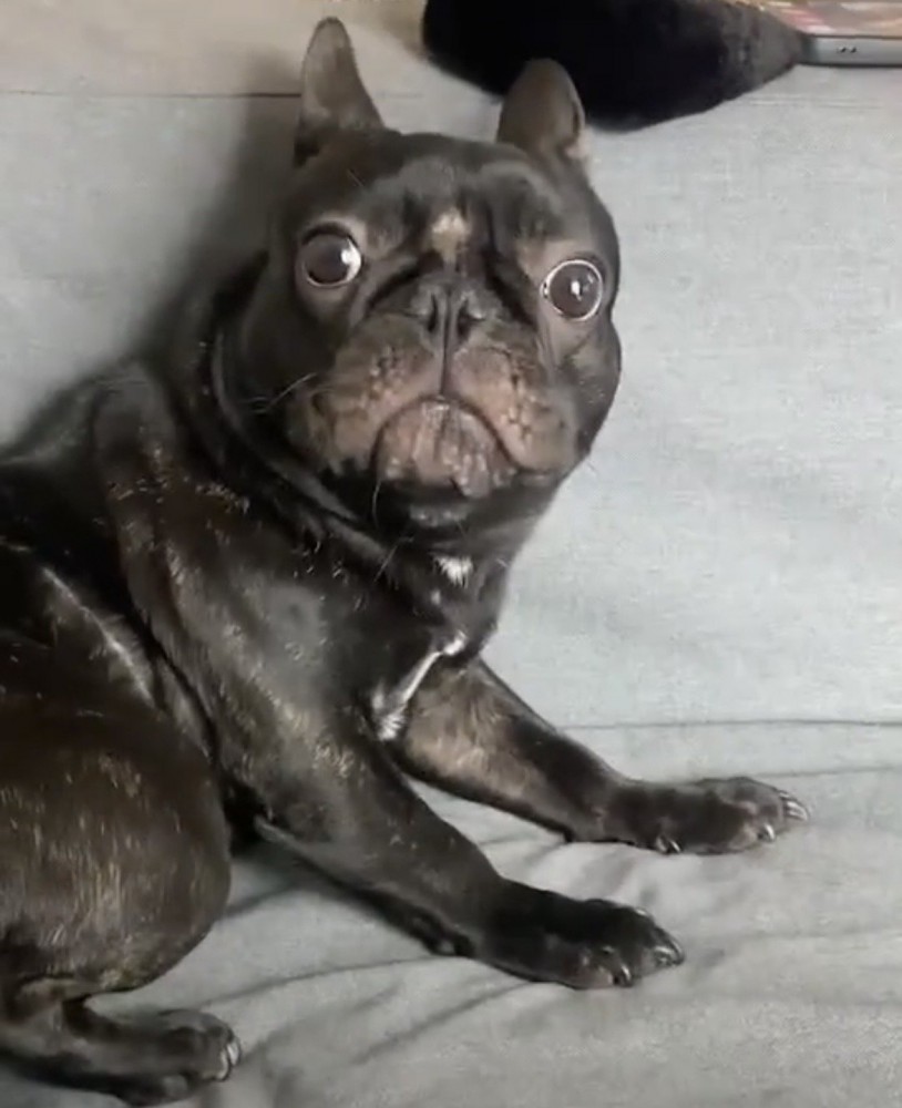 驚いた表情の犬