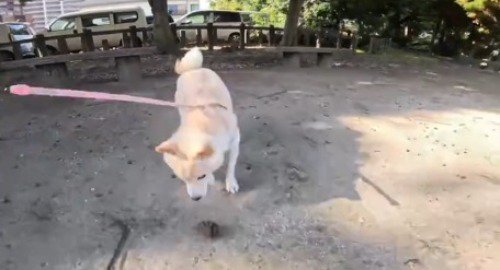 飼い主が投げた松ぼっくりを追いかける犬