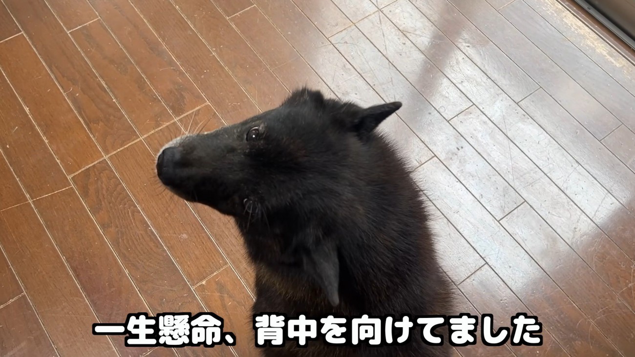 「僕、怖くないよ！」と一生懸命アピール