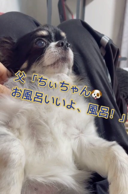 お風呂だと言われるちーちゃん