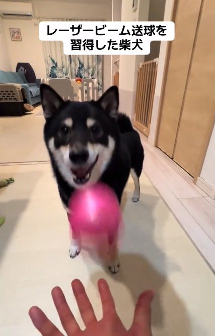 見事な送球のもずくくん