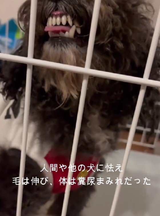 人間に牙を向けることも