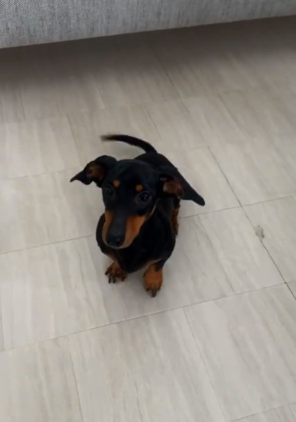 おすわりするオーレくん