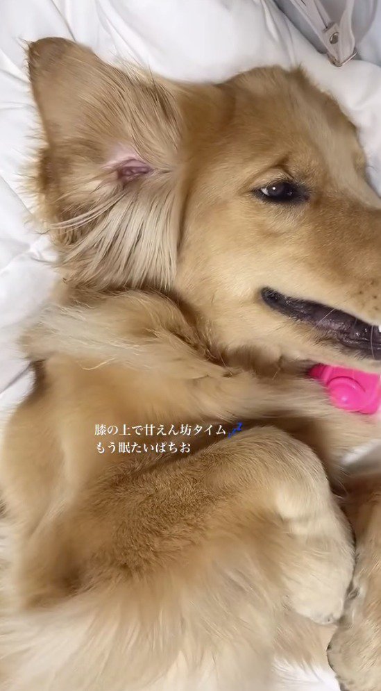 ウトウトした表情の犬