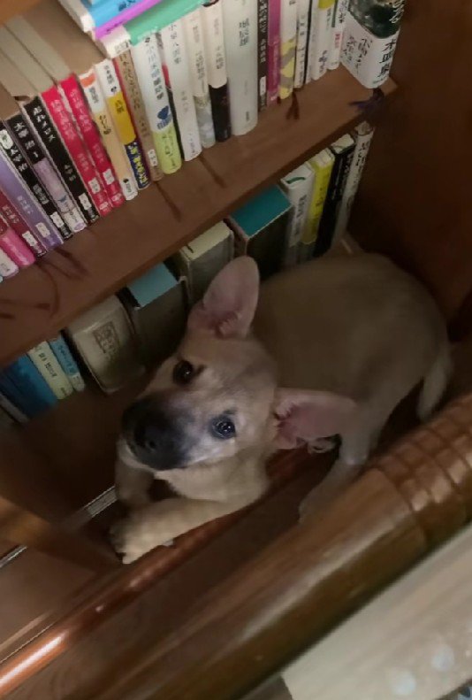 「どこにも連れて行かないで」