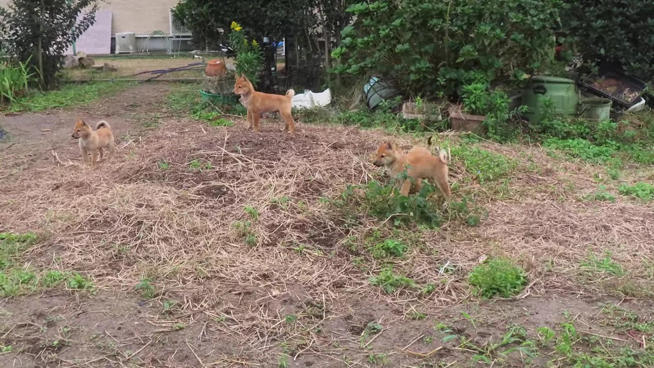 「あれ？誰か来た…」