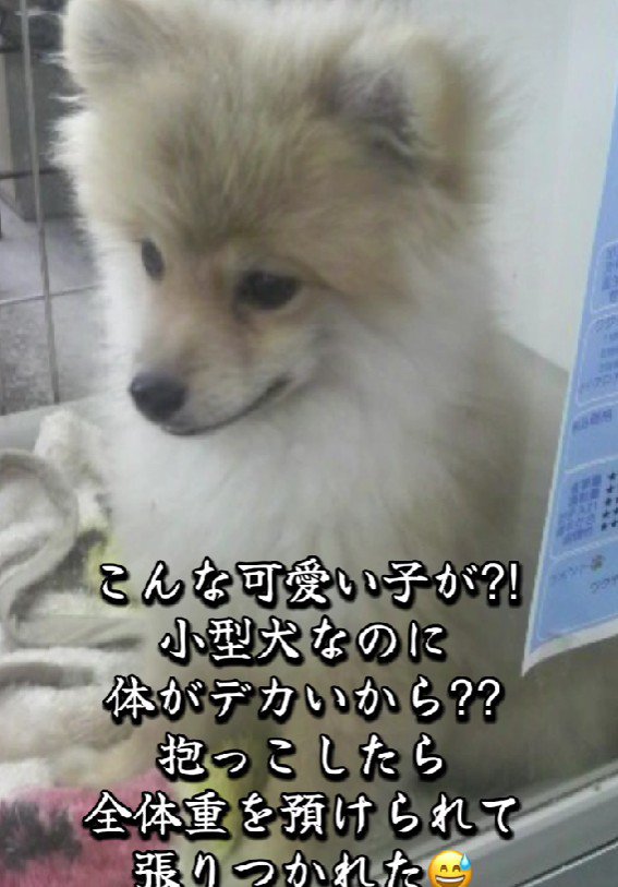 大きすぎてセールに？