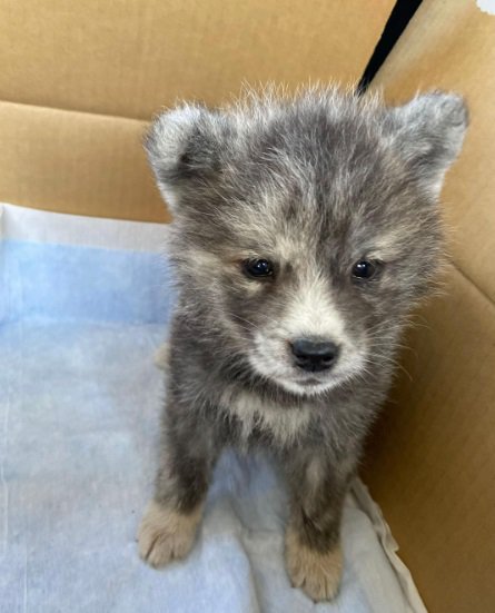 子犬のあきちゃん