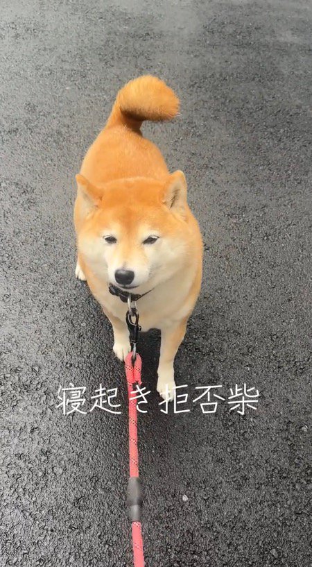 犬のリードを引く飼い主と、その場で踏ん張る犬