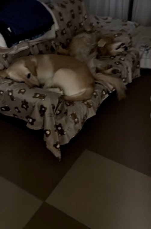 ソファーで眠る大型犬達