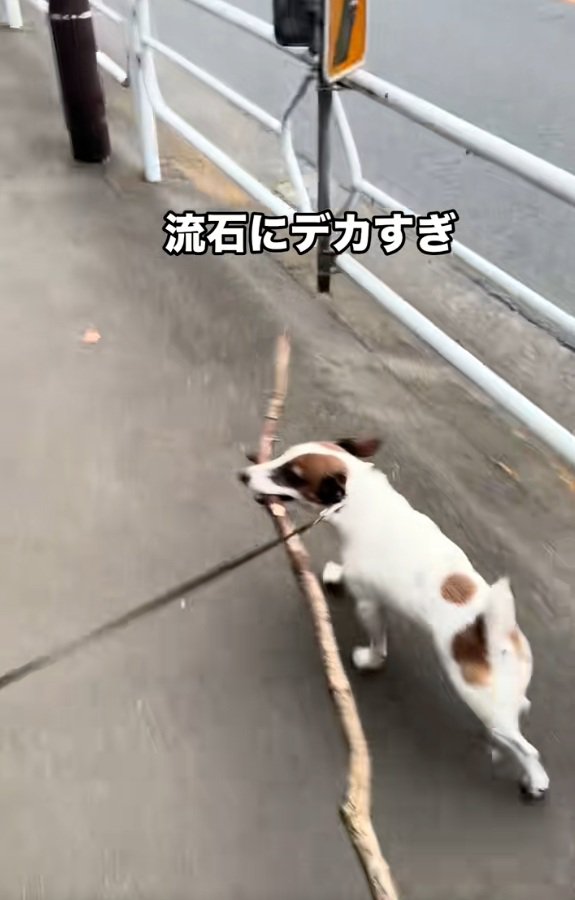 木の枝を咥えて歩くバディくん1