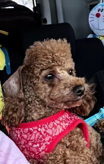 「これ、モヒカン…？」