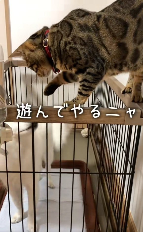 前足でチョンチョンするナルちゃん