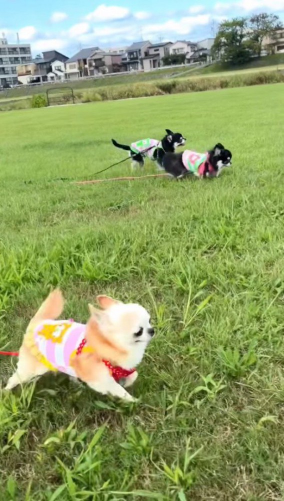 原っぱを駆ける3匹の小さな犬