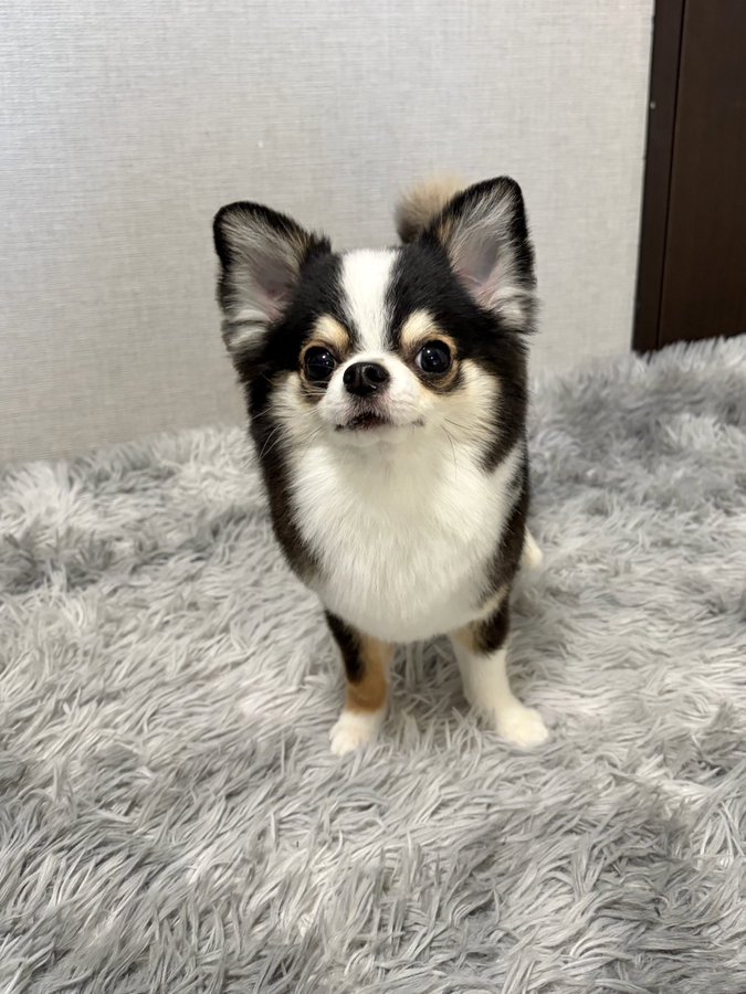 凛々しい