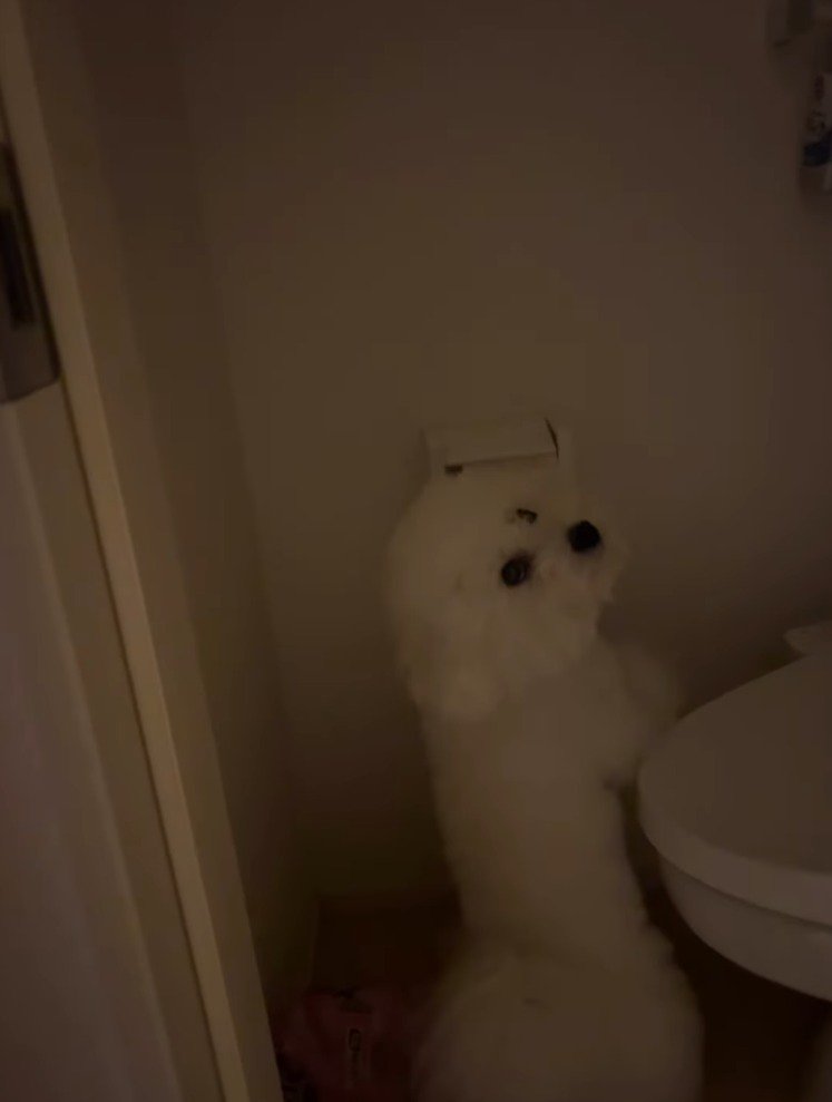 飼い主の方を振り返る犬