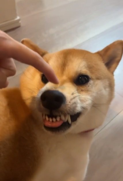 怒ってはいないあめまるくん