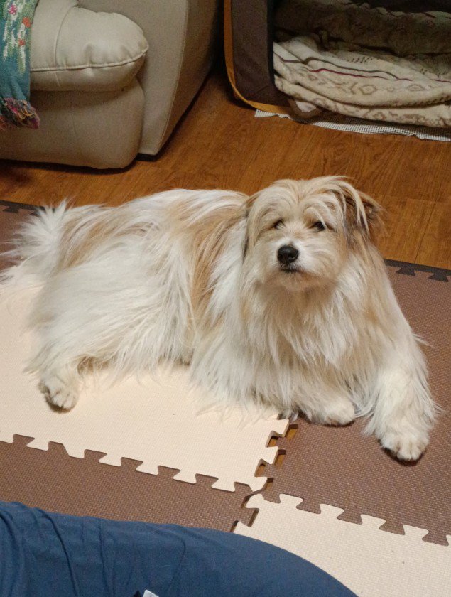 もはや別の犬！！