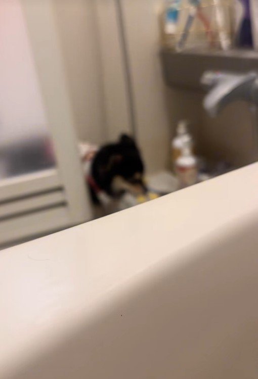 おもちゃをくわえて登場